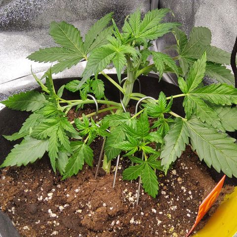 Jackpot Auto growlog timeline photo