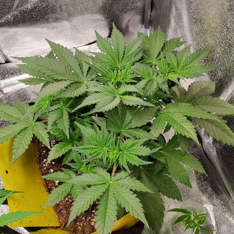 Jackpot Auto growlog timeline photo