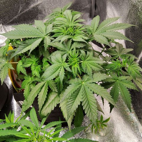 Jackpot Auto growlog timeline photo