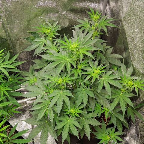 Jackpot Auto growlog timeline photo
