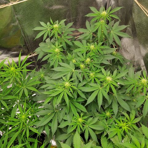 Jackpot Auto growlog timeline photo