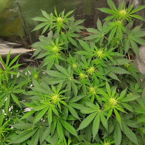 Jackpot Auto growlog timeline photo
