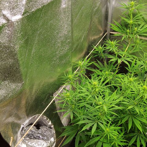 Girl Scout Cookies Fem. growlog timeline photo