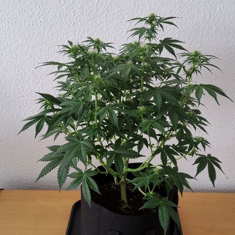 Jackpot Auto growlog timeline photo