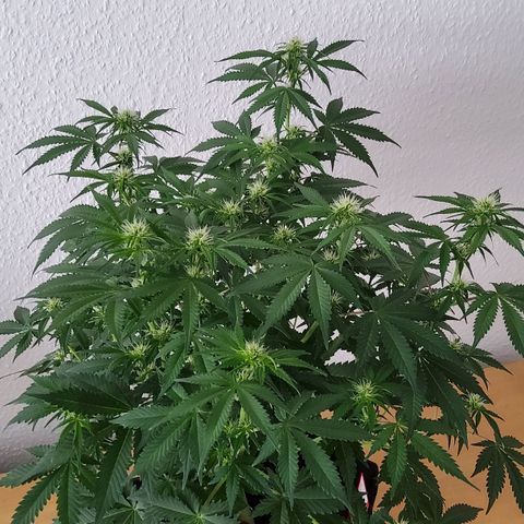 Jackpot Auto growlog timeline photo