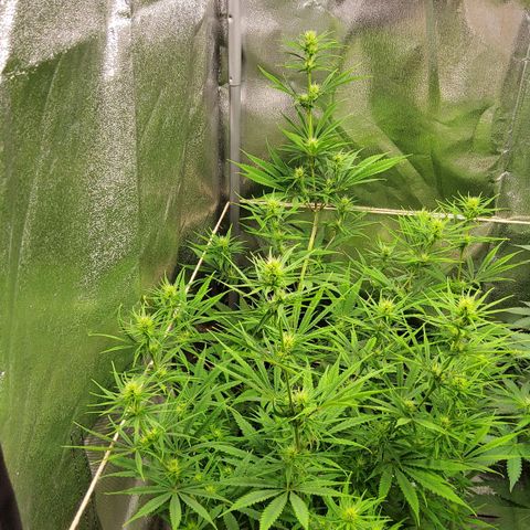 Girl Scout Cookies Fem. growlog timeline photo