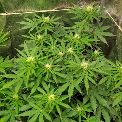 Jackpot Auto growlog timeline photo