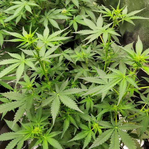 Auto Bruce Banner growlog timeline photo