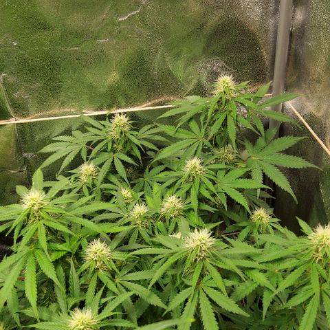 Jackpot Auto growlog timeline photo