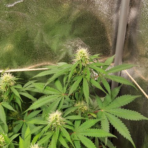 Jackpot Auto growlog timeline photo