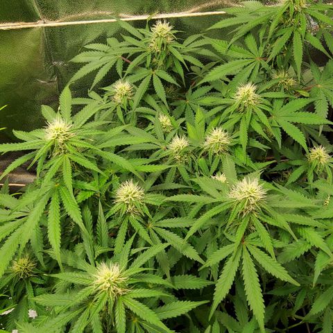 Jackpot Auto growlog timeline photo