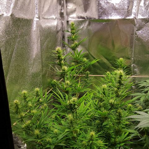 Girl Scout Cookies Fem. growlog timeline photo