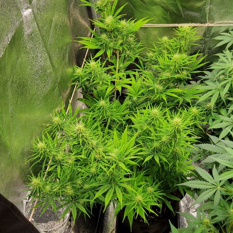 Girl Scout Cookies Fem. growlog timeline photo