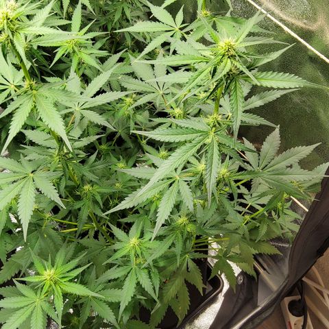 Auto Bruce Banner growlog timeline photo