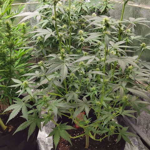 Auto Bruce Banner growlog timeline photo