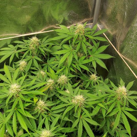 Jackpot Auto growlog timeline photo