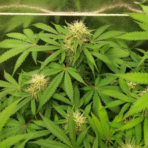 Jackpot Auto growlog timeline photo