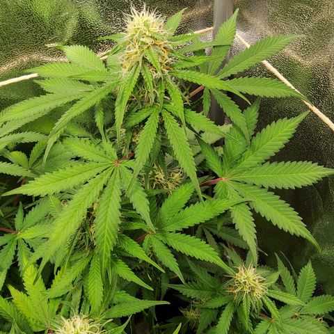 Jackpot Auto growlog timeline photo