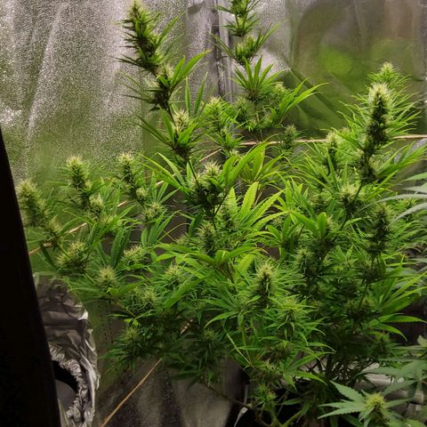 Girl Scout Cookies Fem. growlog timeline photo