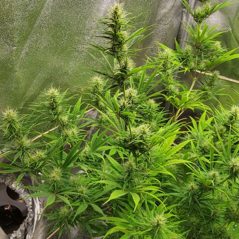 Girl Scout Cookies Fem. growlog timeline photo