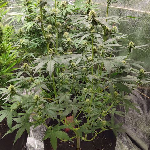 Auto Bruce Banner growlog timeline photo