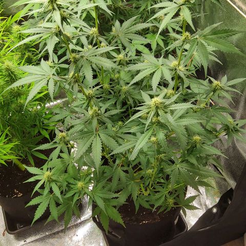 Auto Bruce Banner growlog timeline photo
