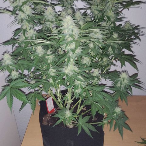 Jackpot Auto growlog timeline photo