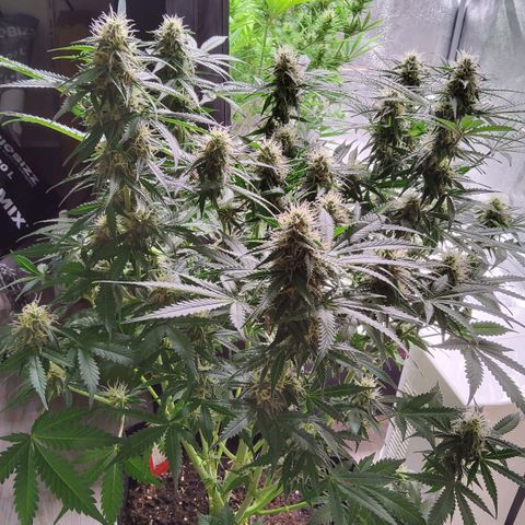 Jackpot Auto growlog timeline photo