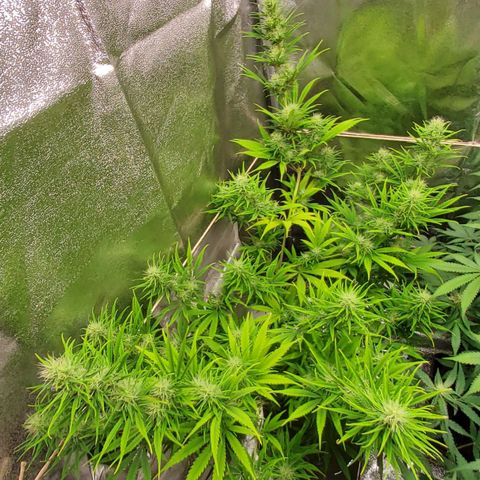 Girl Scout Cookies Fem. growlog timeline photo