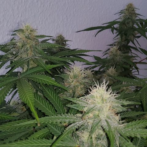 Jackpot Auto growlog timeline photo