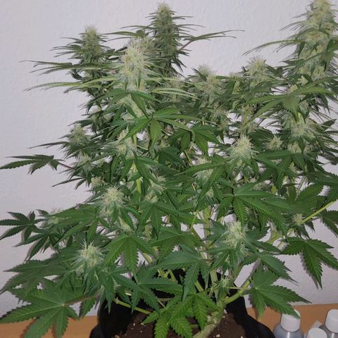 Jackpot Auto growlog timeline photo