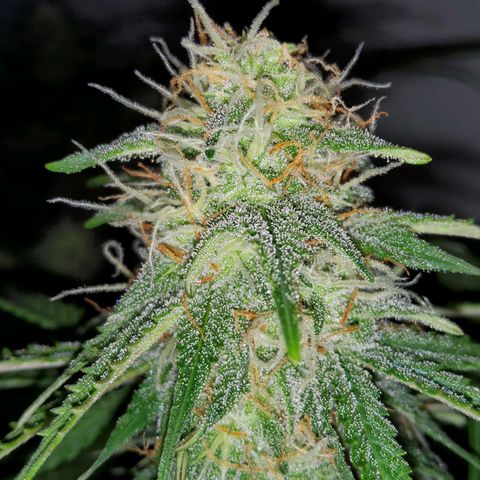 Jackpot Auto growlog timeline photo