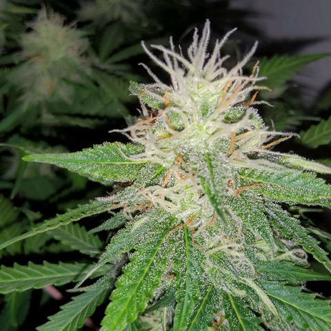 Jackpot Auto growlog timeline photo