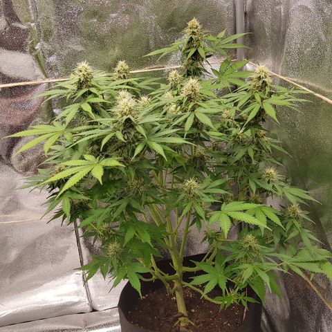 Jackpot Auto growlog timeline photo