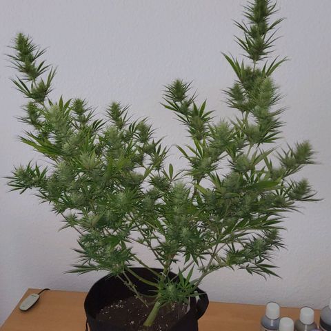 Girl Scout Cookies Fem. growlog timeline photo