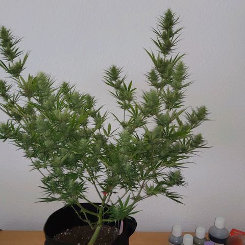 Girl Scout Cookies Fem. growlog timeline photo