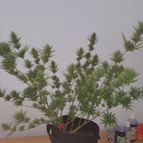 Girl Scout Cookies Fem. growlog timeline photo