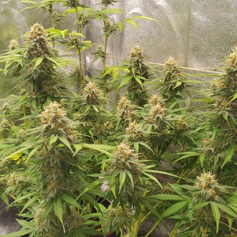 Jackpot Auto growlog timeline photo
