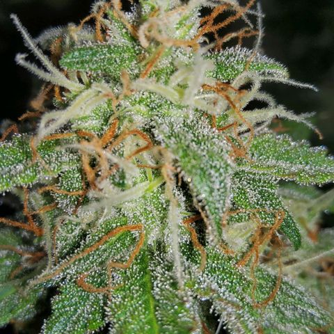 Jackpot Auto growlog timeline photo