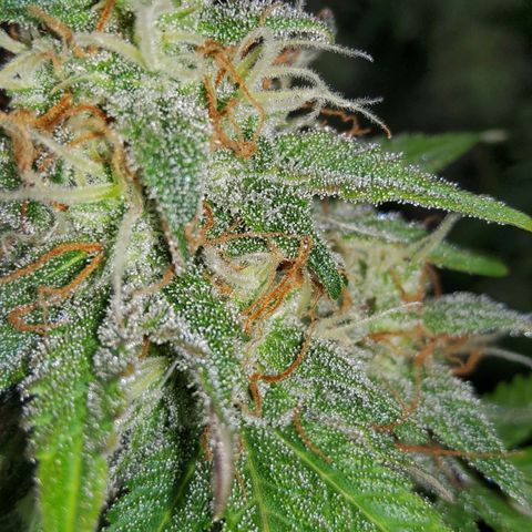 Jackpot Auto growlog timeline photo
