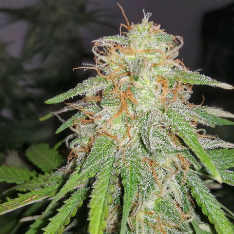 Jackpot Auto growlog timeline photo