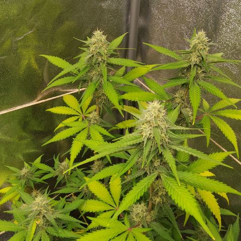 Auto Bruce Banner growlog timeline photo