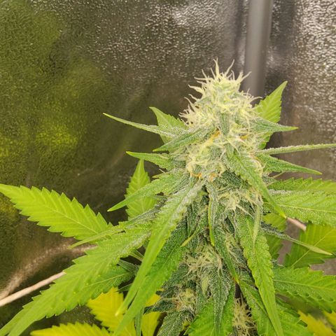 Auto Bruce Banner growlog timeline photo