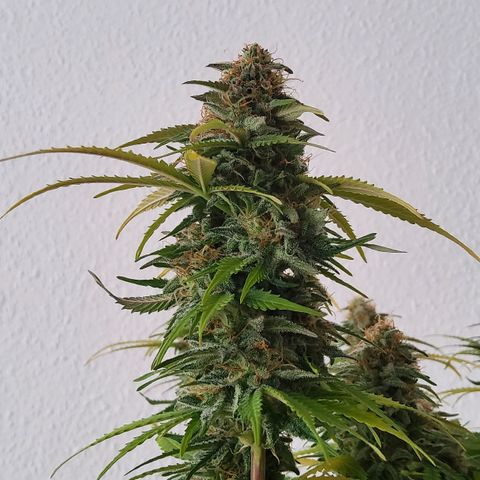 Jackpot Auto growlog timeline photo
