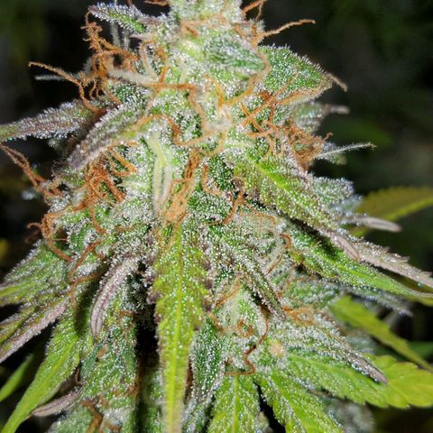 Jackpot Auto growlog timeline photo