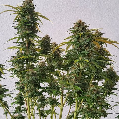 Jackpot Auto growlog timeline photo
