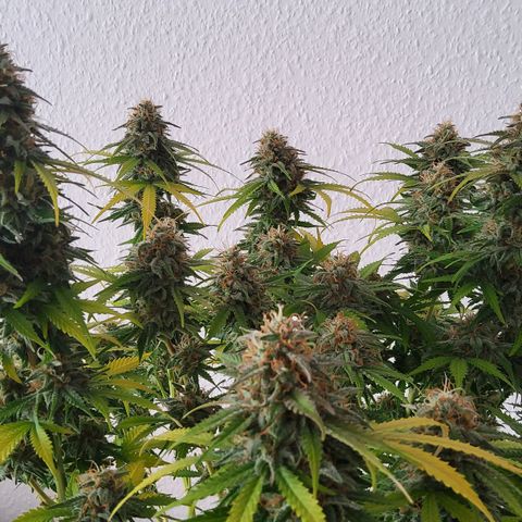 Jackpot Auto growlog timeline photo