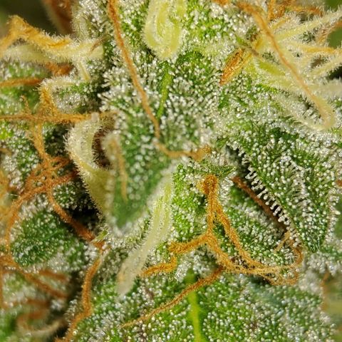 Jackpot Auto growlog timeline photo