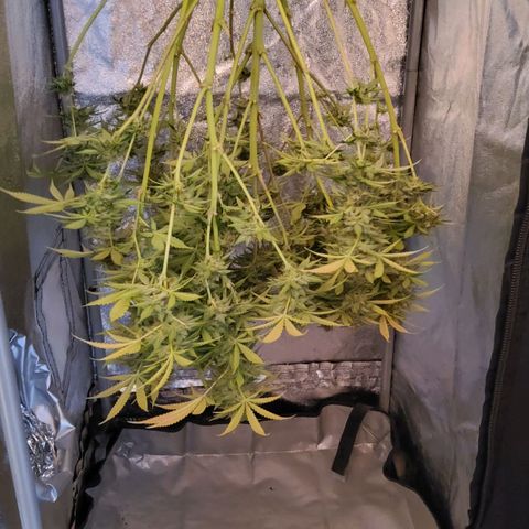 Jackpot Auto growlog timeline photo