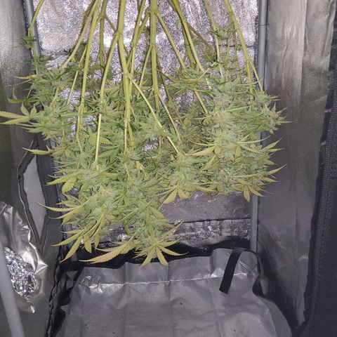 Jackpot Auto growlog timeline photo